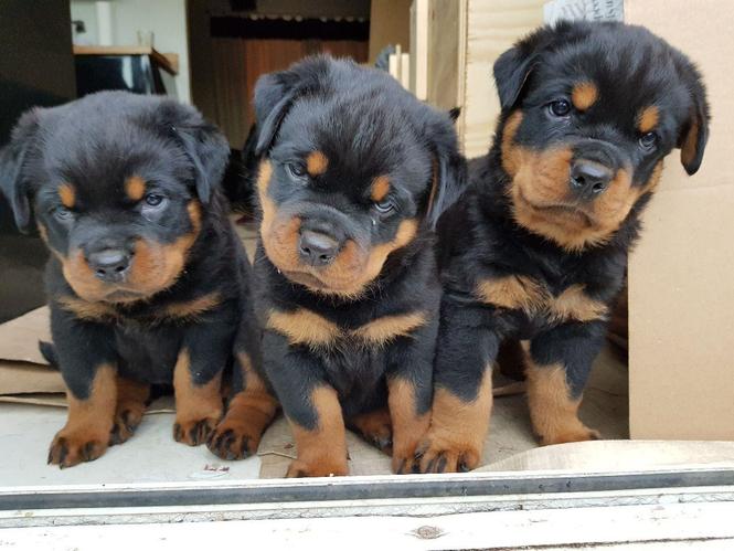 Rottweiler Puppies