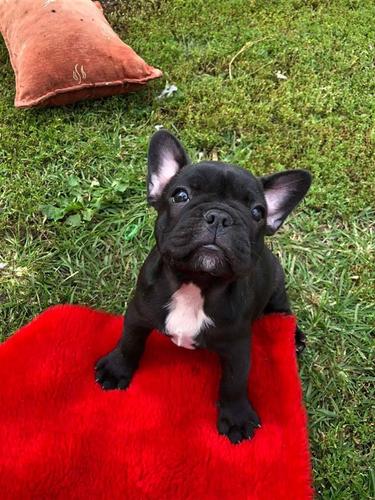Francuski Buldog