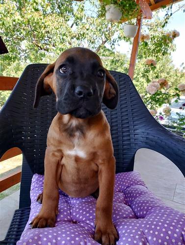 Cane Corso 
