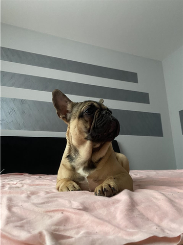 Francuski buldog štene