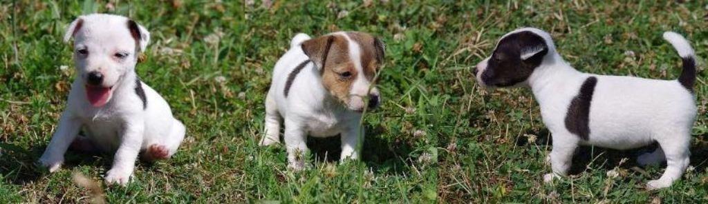 Jack-russell-terrier-štenci-vrhunskog--izgleda-