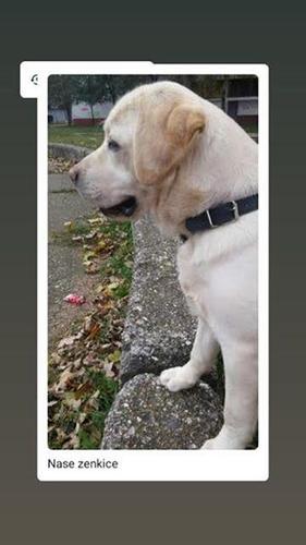 Labrador retriver stenci 
