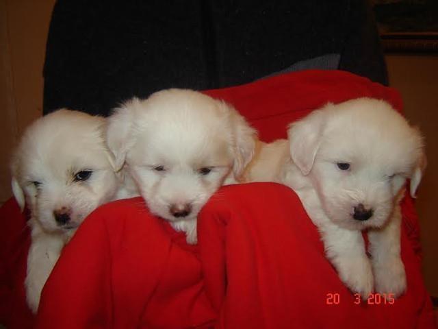 COTON de tulear - stenci vrhunskog porekla