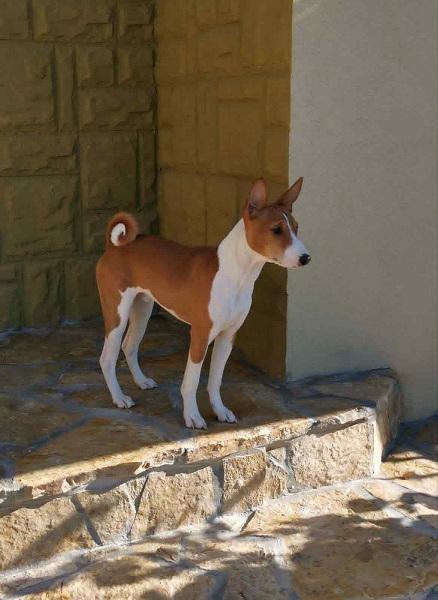 BASENJI-štenci