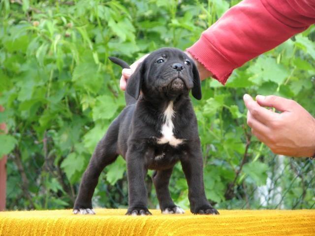 Cane-corso-stenci
