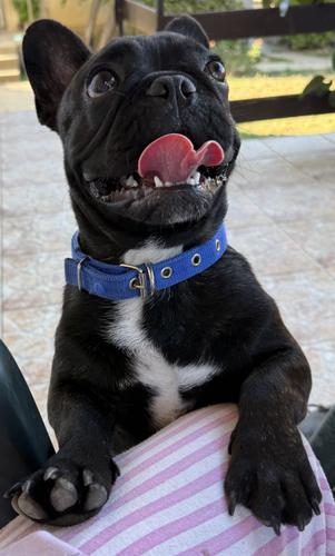 Francuski buldog štene