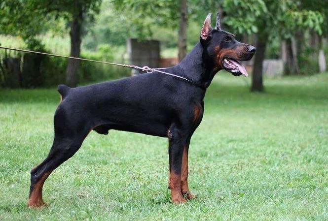 Dobermann štenad