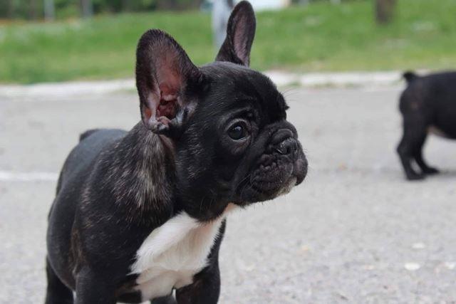 Francuski-buldog--zenke-