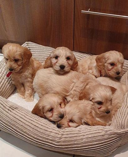 Prekrasne pudlice štenad na prodaju