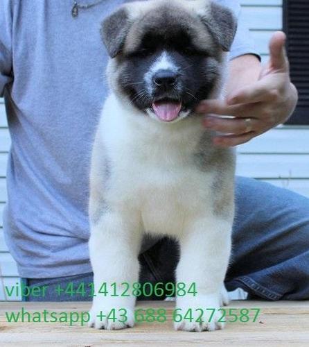 Lijepa Akita štenci   