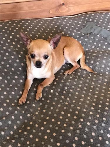 Kc Registrovani Chihuahua Pas
