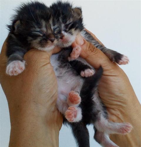 Maine coon macici