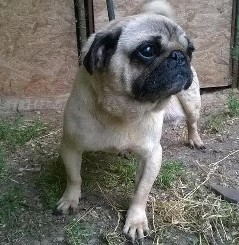 Mops, tri zenke