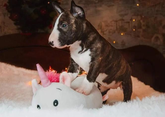 Bulterijer i dogo argentino štenci na prodaju