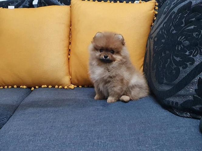 Pomeranac 