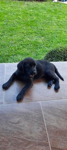 Labrador štenci