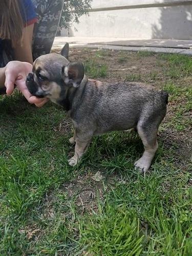Francuski buldog