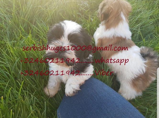 Neverovatno muško žensko Shih Tzu