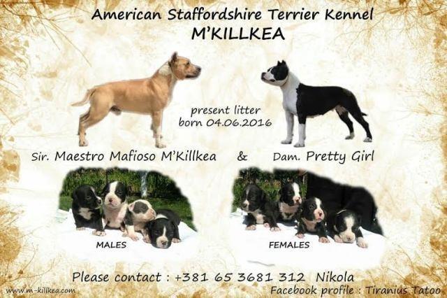 Staford američki stafordski terijer 