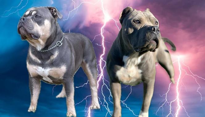 American Bully 