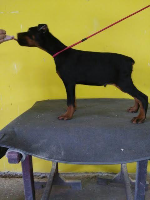 Doberman-štenci-