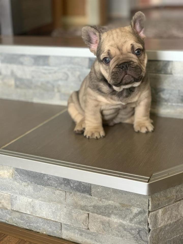 Francuski-buldog