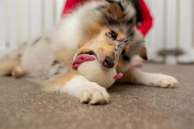 Škotski ovčar (Rough Collie) 