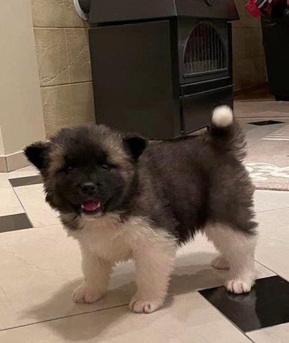 Američka Akita štenci