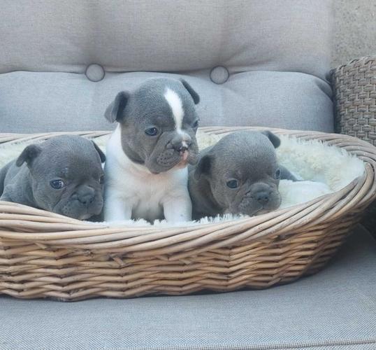 Francuski  buldog štenci egzotične plave boje