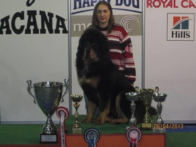TIBETSKI MASTIFF - stenci na prodaju
