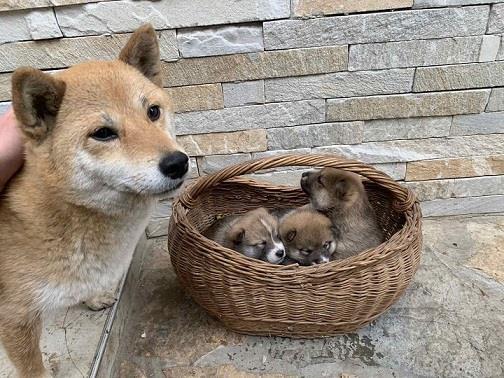 Shiba Inu stenci