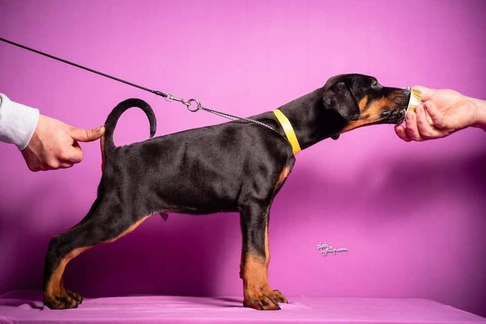 Štenci-dobermana--vrhunsko-poreklo