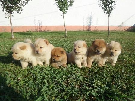 Chow chow cau cau stenad