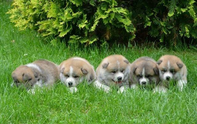 Akita-inu--stenci-