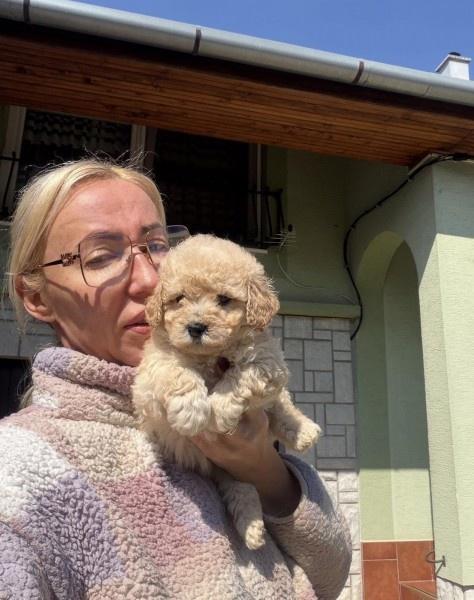 Maltipoo-vrhunske-genetike