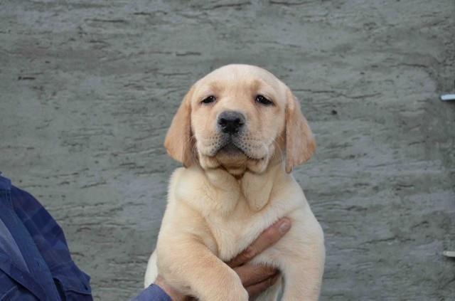 LABRADOR-RETRIVER-štenad-vrhunskog-porekla