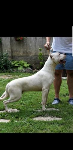 Dogo Argentino