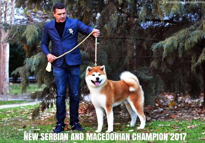 Stenci Akita inu
