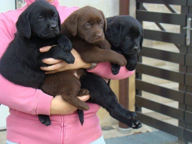 Labrador retriver čokoladna i crna štenad