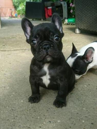 Francuski Buldog OD KUĆE DON