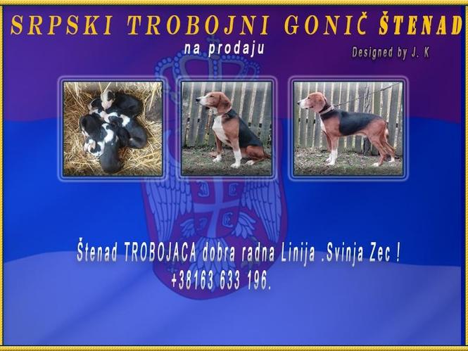 Srpski trobojni gonič