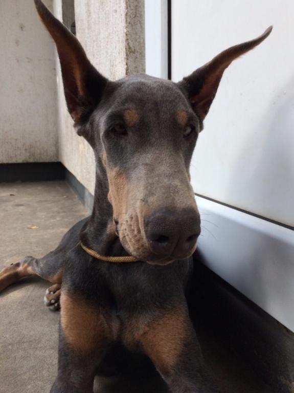 Doberman-štenci--dve-plave-ženke-
