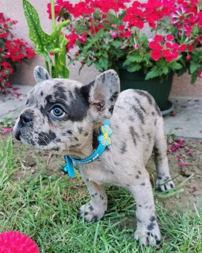 Francuski buldog
