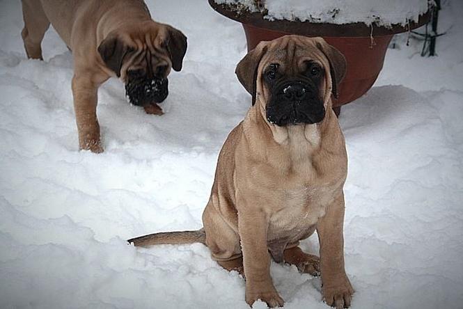 Bulmastif i labrador retriver štenci na prodaju