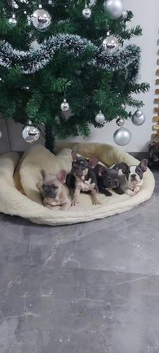 Francuski buldog egzotičnih i standardnih boja