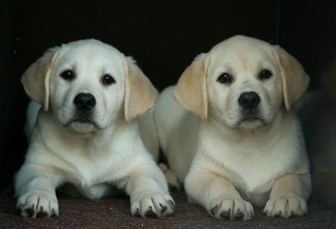Labrador stenci