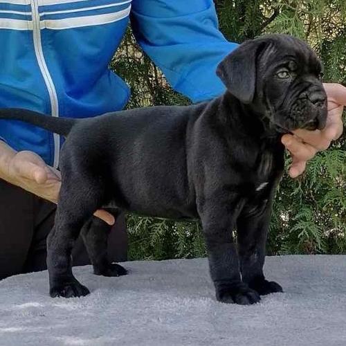Cane Corso VRHUNSKI štenci