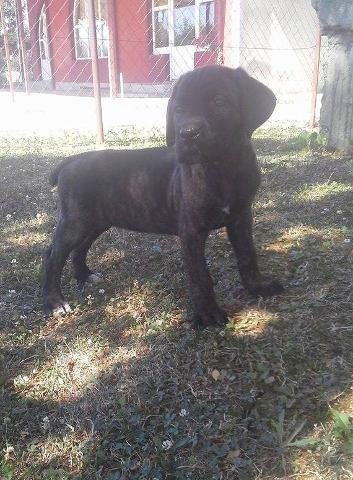 CANE CORSO stenci na prodaju