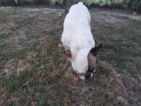 Francuski-buldog--mlada-ženka