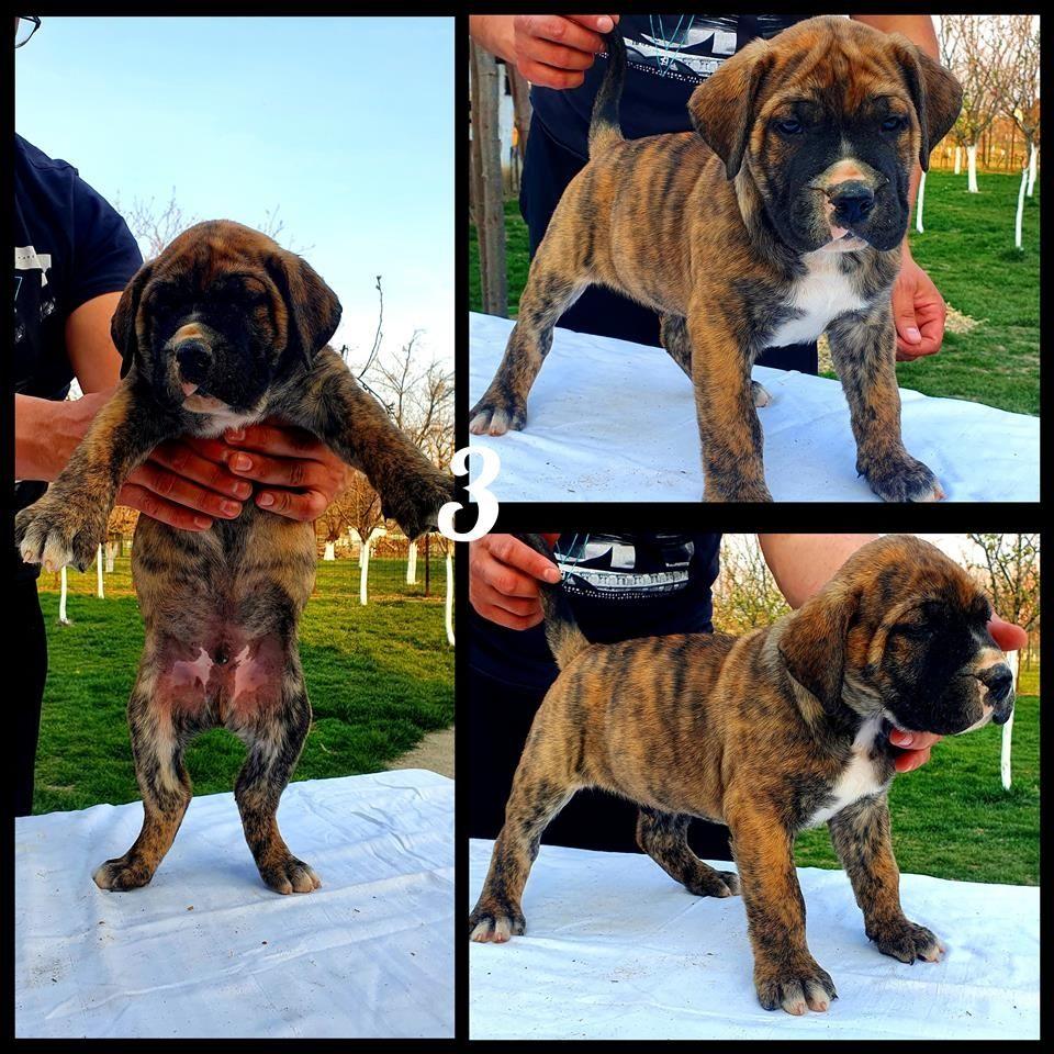 Vrhunska-stenad-Prese-Canario